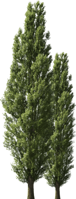 trees