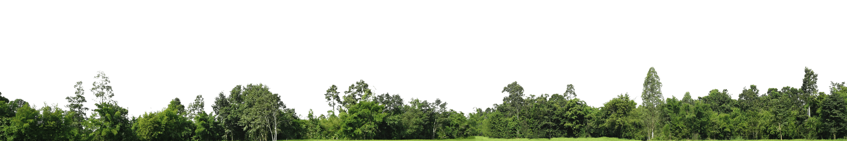 shrubbery