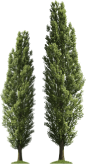trees